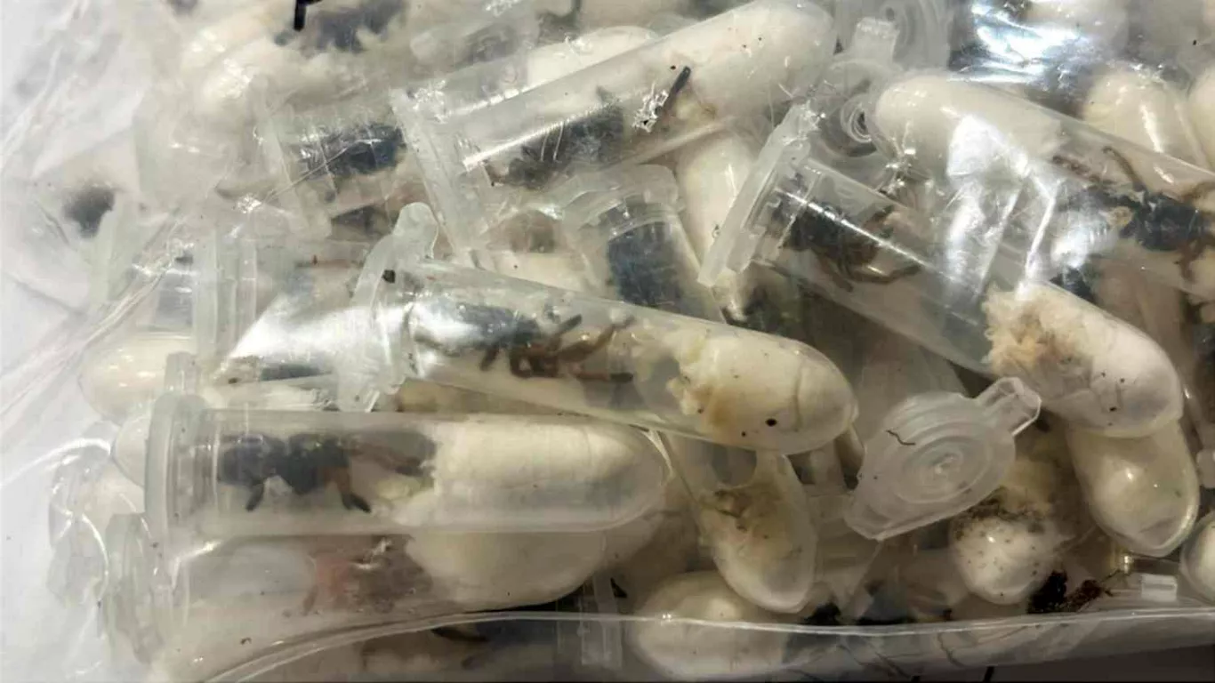 Almanya'da kek kutularında saklanmış 1500 tarantula ele geçirildi