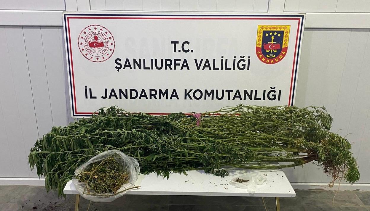 Narkotik zehir tacirlerine af etmiyor