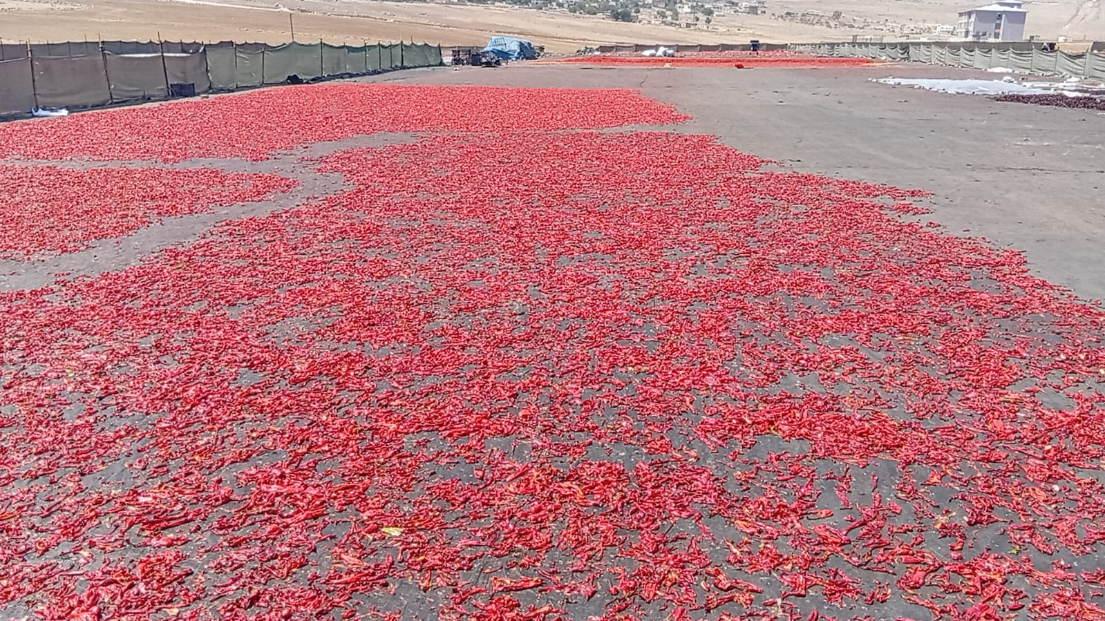 Birinci Kalite Urfa İsodunu Yarı Fiyatına Satıyorlar