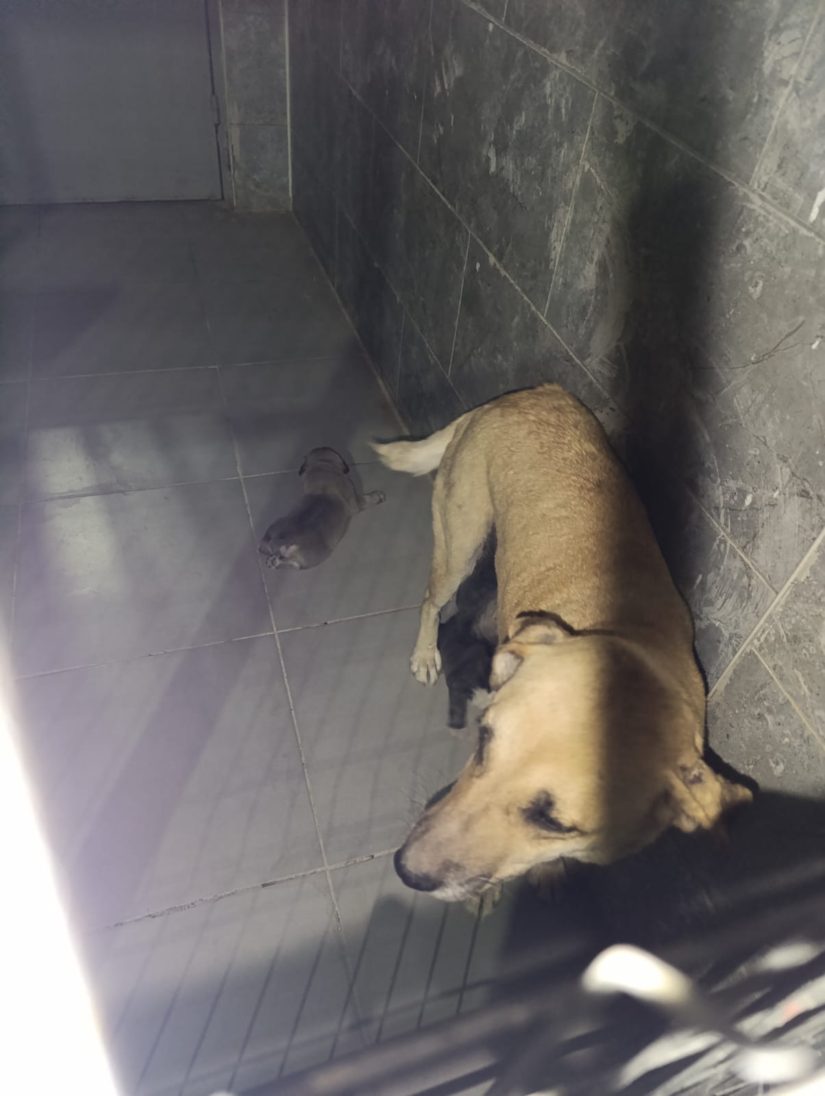 SOKAK KÖPEGİNE CİNSEL İSTİSMARDA BULUNAN ŞAHIS GÖZ ALTINA ALINDI