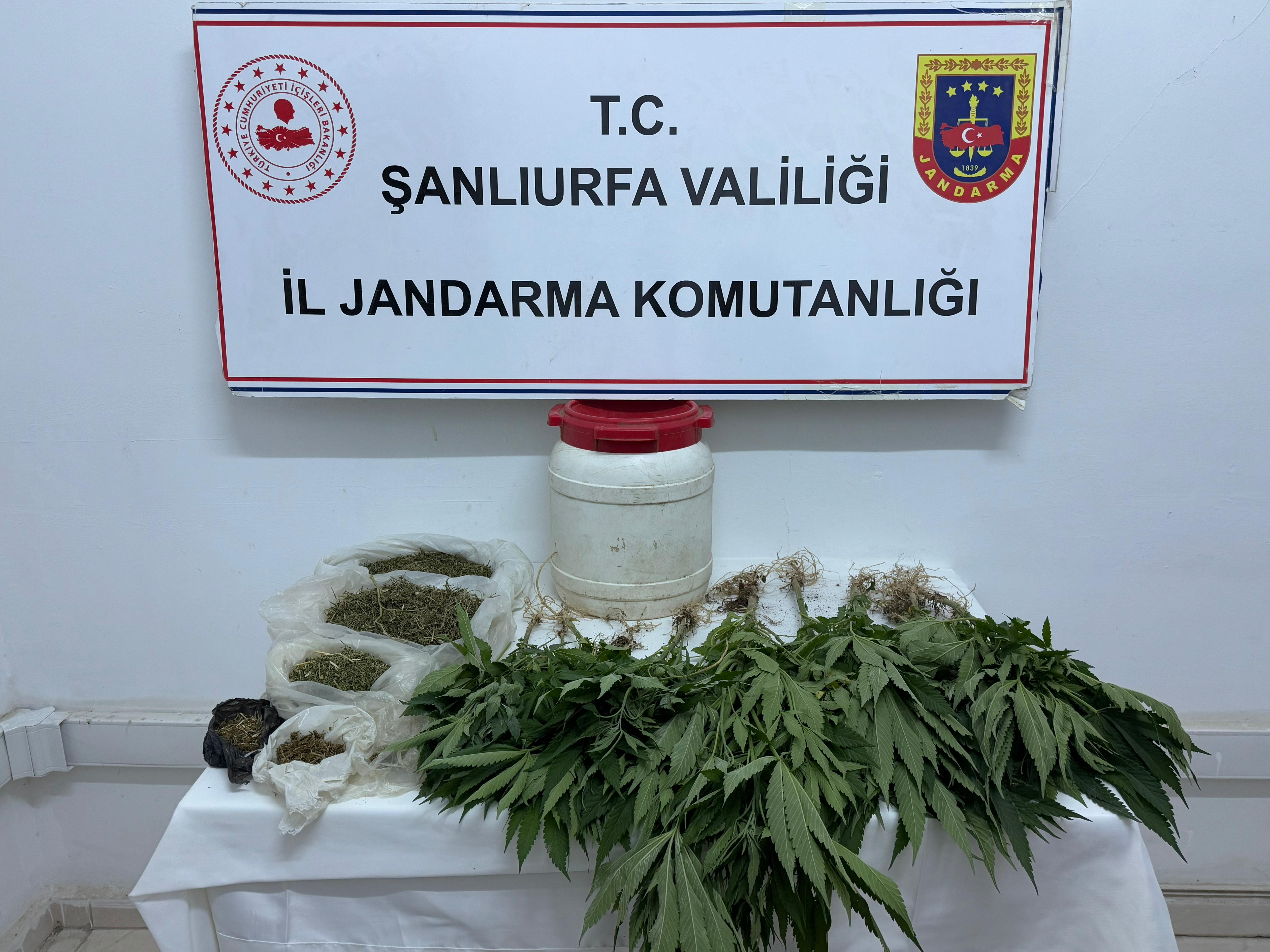 Jandarma'şok baskın: Kenevir bitkisi elegeçirdi