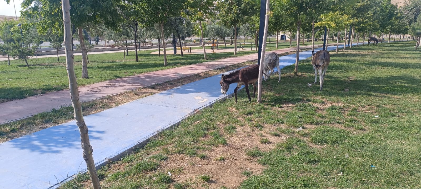 Kayıp eşek 2 ay sonra 3 arkadaşını da alıp geri döndü