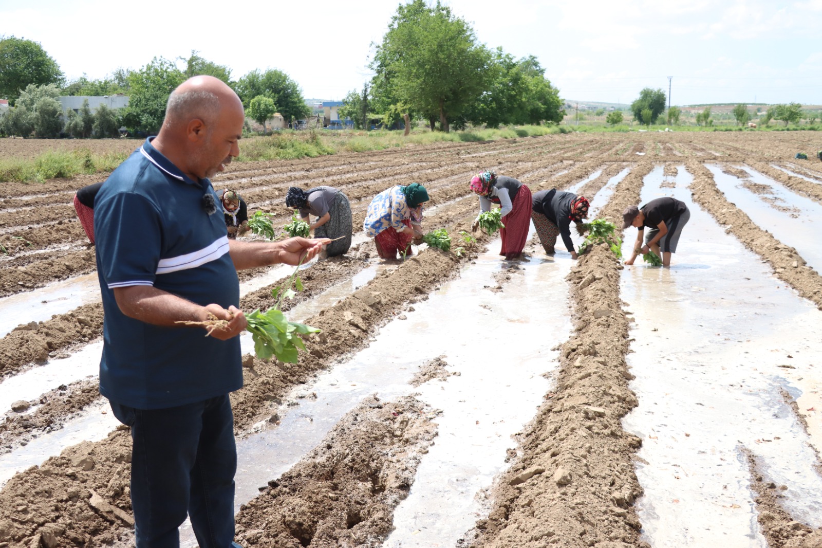 Birecik Patlıcanı (Balcan) Toprakla Buluştu!