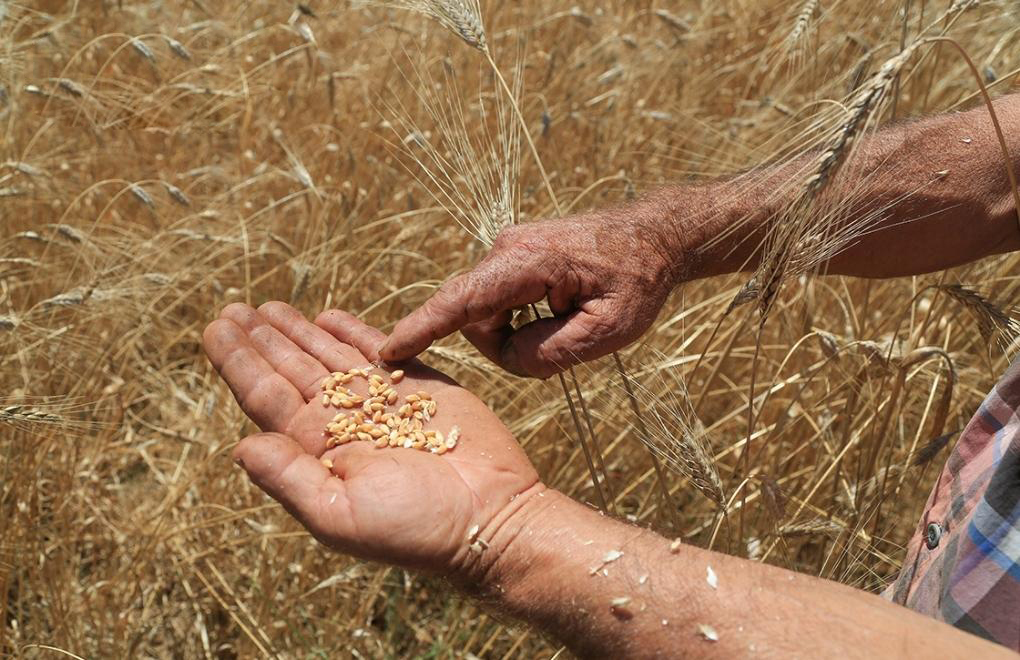 İthal buğdayın fiyatı çiftçiye ödenenin üç katı