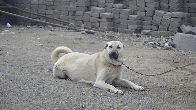 KÖPEKTARAFINDAN ISIRILAN VATANDAŞ ÖLDÜ.