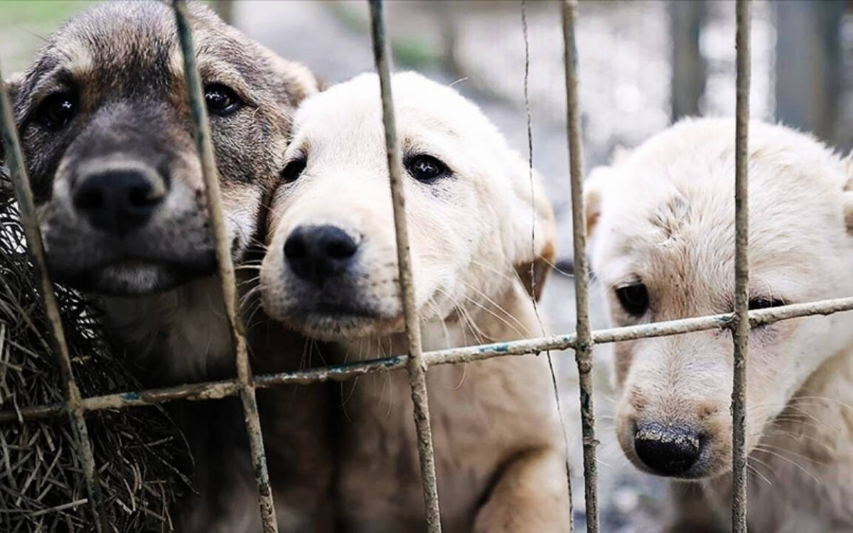 “Urfa sokaklarında köpek kalmadı”