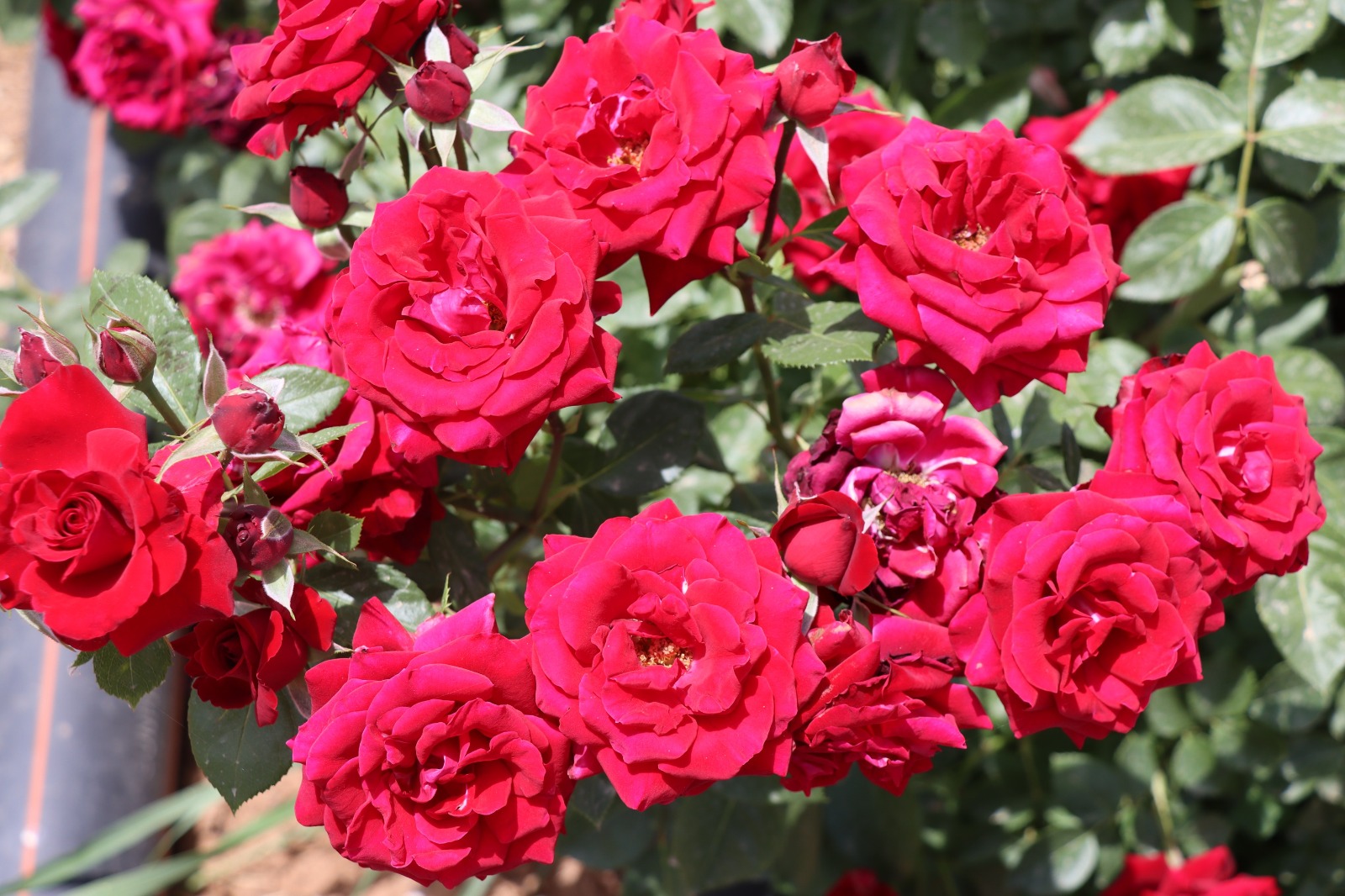 IMG-20250526-WA0025